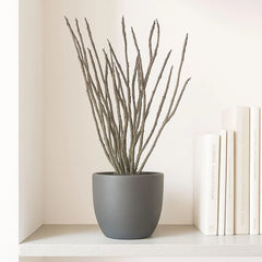 35 - 45cm Euphorbia Platyclada House Plant in 12cm Pot