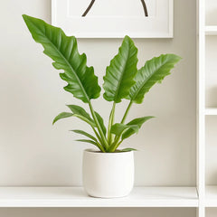 35 - 45cm Philodendron Narrow 14cm Pot House Plant