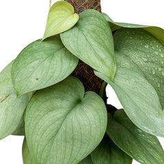 35 - 45cm Scindapsus Silver Hero On Mosspole Pothos 14cm Pot House Plant