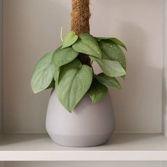 35 - 45cm Scindapsus Silver Hero On Mosspole Pothos 14cm Pot House Plant