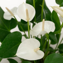 35 - 50cm Anthurium White Flower 12cm Pot House Plant