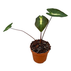 35 cm Colocasia Tropical Storm House Plant 17 cm Pot