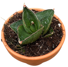 Sansevieria Opera House 8cm Pot House Plant