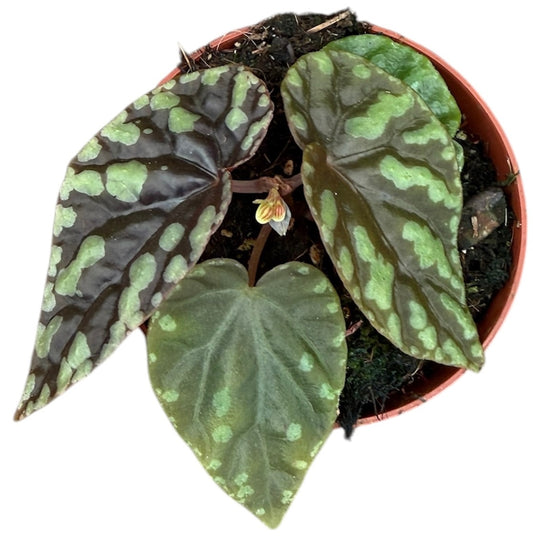 Begonia Filiformis Irmsch 8cm Pot 15cm Height House Plant