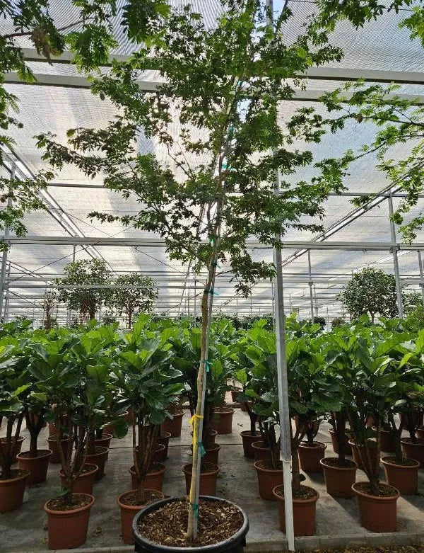 390 - 420cm XXL Bulnesia Arborea 70cm Pot House Plant