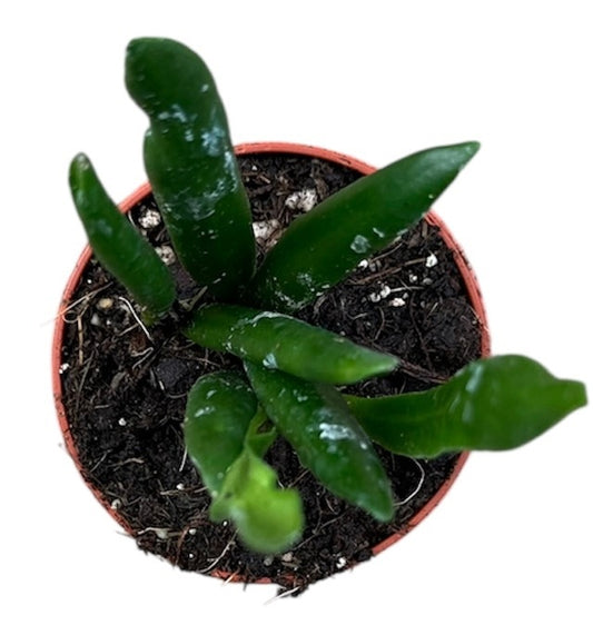 Hoya Loheri House Plant 6cm Pot