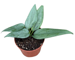 Scindapsus Hederaceus Silver 10.5cm Pot House Plant
