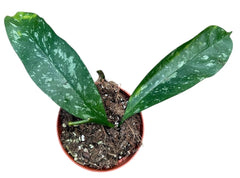 Hoya Occultata Splash 8cm Pot 10cm Height House Plant