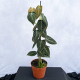 40 - 50cm Philodendron Melanochrysum 17cm Pot House Plant House Plant