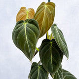 40 - 50cm Philodendron Melanochrysum 17cm Pot House Plant House Plant