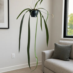 40 - 50cm Anthurium Vittarifolium House Plant 20cm Pot