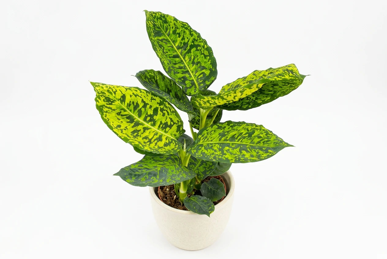 40 - 50cm Dieffenbachia Reflector Dumb Cane 17cm Pot House Plant