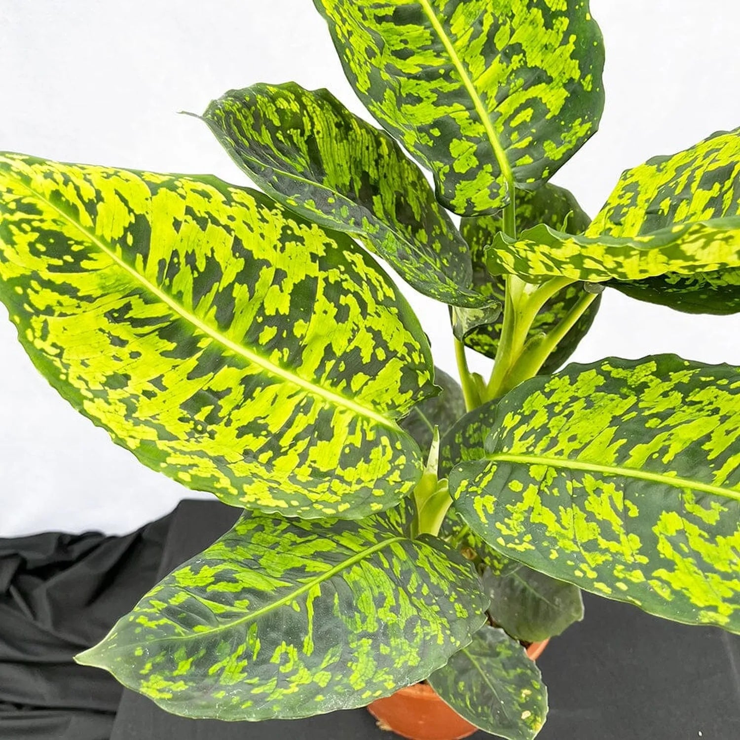 40 - 50cm Dieffenbachia Reflector Dumb Cane 17cm Pot House Plant