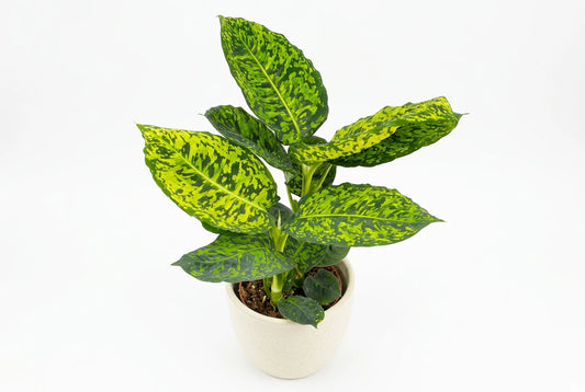 40 - 50cm Dieffenbachia Reflector Dumb Cane 17cm Pot House Plant