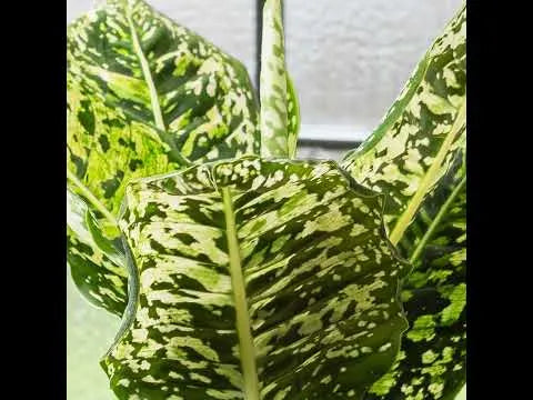 40 - 50cm Dieffenbachia Reflector Dumb Cane 17cm Pot House Plant