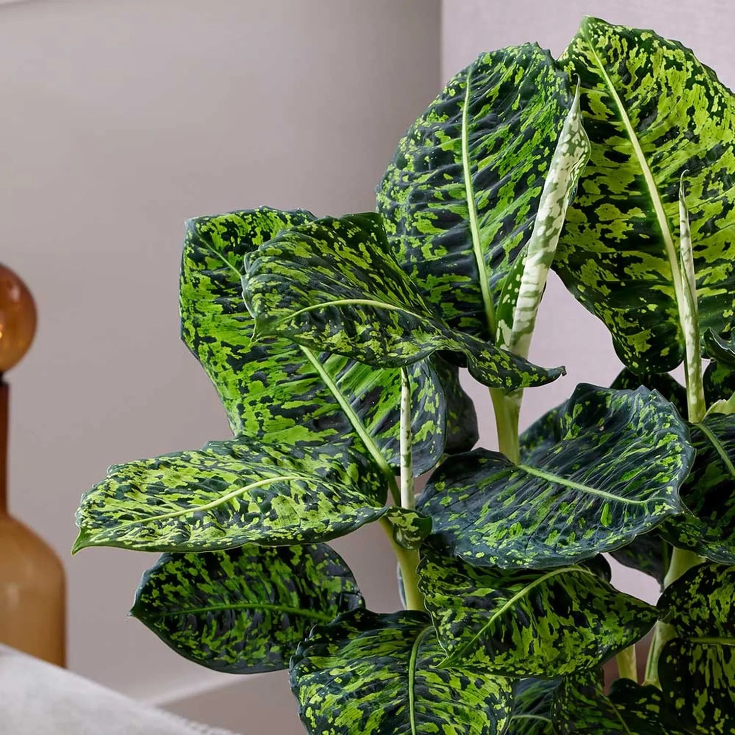 40 - 50cm Dieffenbachia Reflector Dumb Cane 17cm Pot House Plant