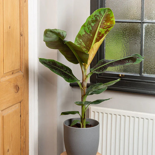 40 - 50cm Musa Dwarf Cavendish 19cm Pot House Plant