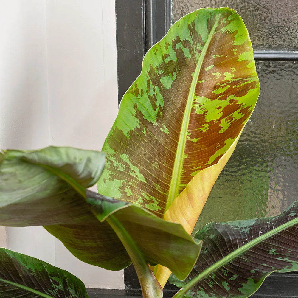 40 - 50cm Musa Dwarf Cavendish 19cm Pot House Plant