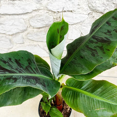 40 - 50cm Musa Dwarf Cavendish 19cm Pot House Plant