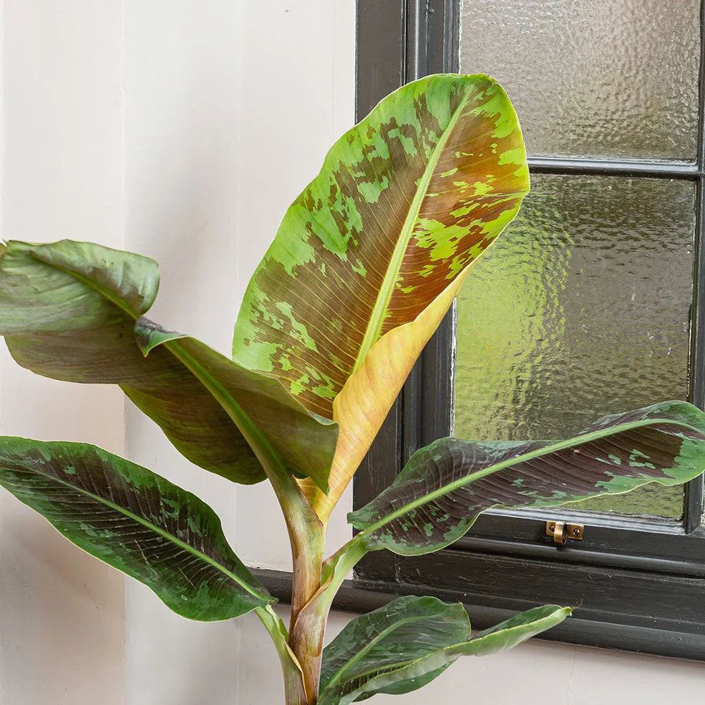 40 - 50cm Musa Dwarf Cavendish 19cm Pot House Plant