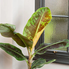 40 - 50cm Musa Dwarf Cavendish 19cm Pot House Plant