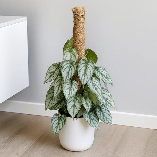 40 - 50cm Philodendron Brandtianum on Mosspole 16cm Pot House Plant