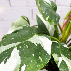 40 - 50cm Philodendron White Princess 17cm Pot House Plant