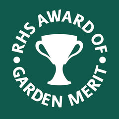 40 - 50cm Variegated Monstera - Monstera Variegata Albo Cheese Plant 17cm Pot House Plant