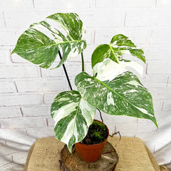 40 - 50cm Variegated Monstera - Monstera Variegata Albo Cheese Plant 17cm Pot House Plant