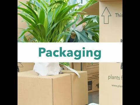 40 - 50cm Variegated Monstera - Monstera Variegata Albo Cheese Plant 17cm Pot House Plant