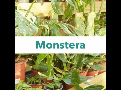 40 - 50cm Variegated Monstera - Monstera Variegata Albo Cheese Plant 17cm Pot House Plant