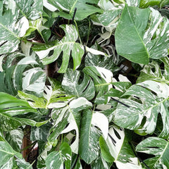 40 - 50cm Variegated Monstera - Monstera Variegata Albo Cheese Plant 17cm Pot House Plant