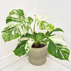 40 - 50cm Variegated Monstera - Monstera Variegata Albo Cheese Plant 17cm Pot House Plant