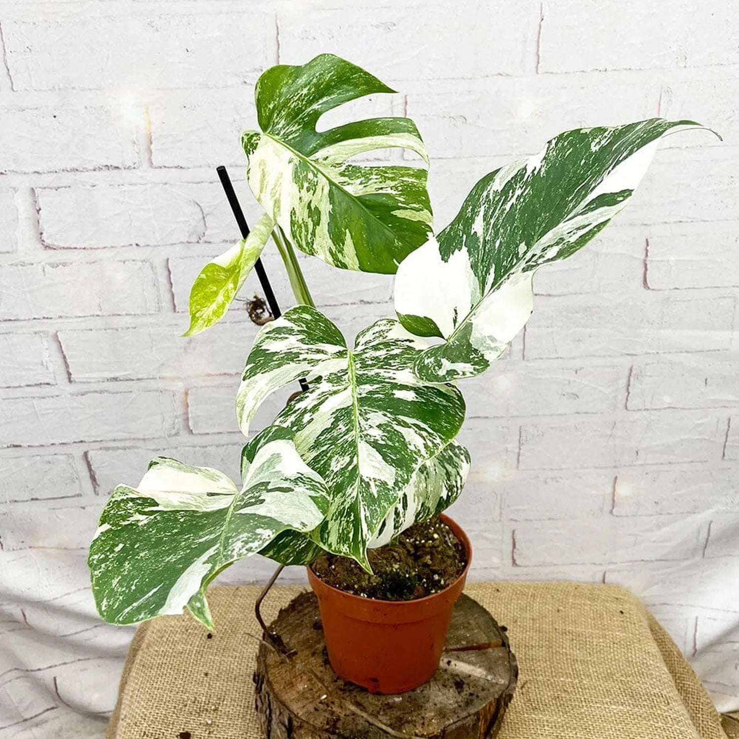 40 - 50cm Variegated Monstera - Monstera Variegata Albo Cheese Plant 17cm Pot House Plant