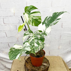 40 - 50cm Variegated Monstera - Monstera Variegata Albo Cheese Plant 17cm Pot House Plant