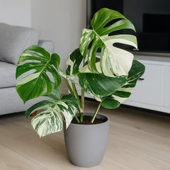 40 - 50cm Variegated Monstera - Monstera Variegata Albo Cheese Plant 17cm Pot House Plant