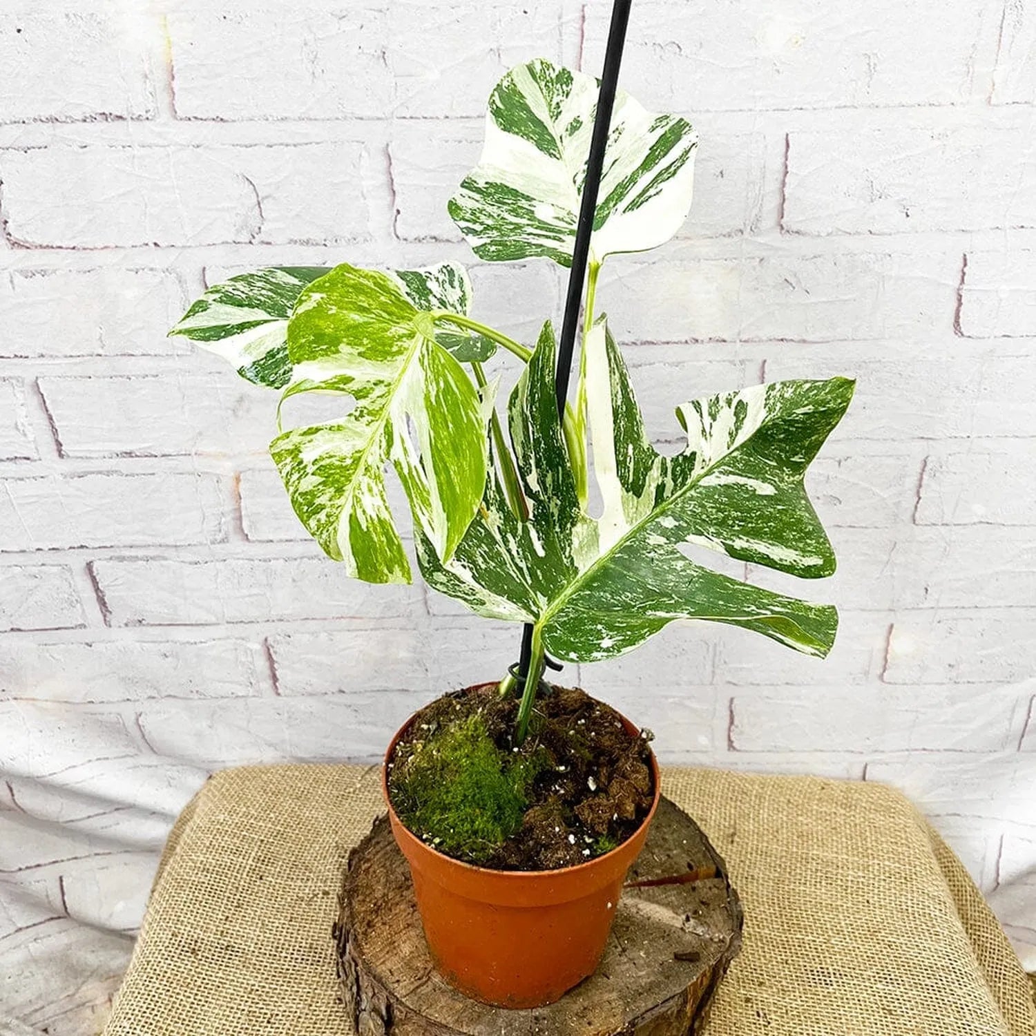 40 - 50cm Variegated Monstera - Monstera Variegata Albo Cheese Plant 17cm Pot House Plant