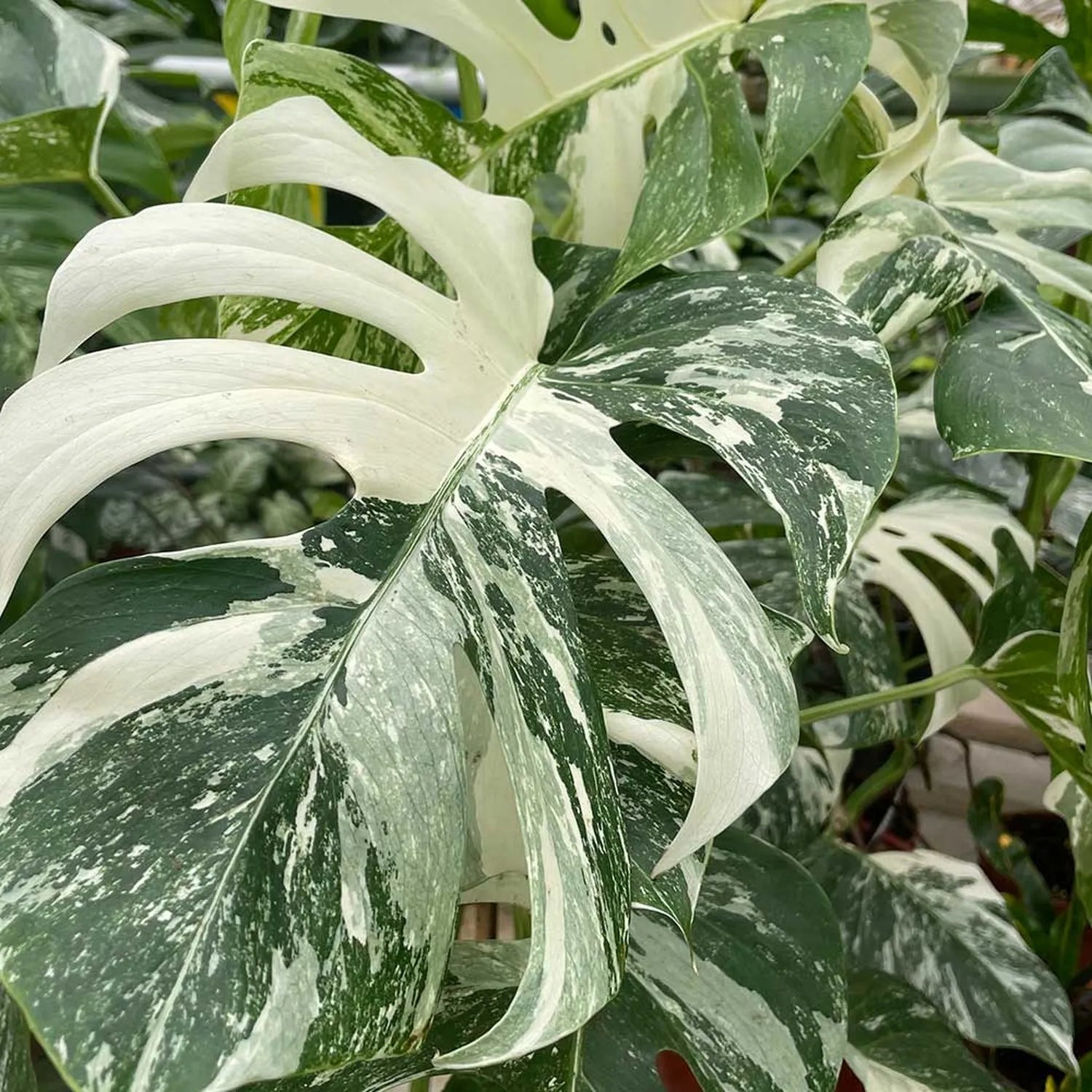 40 - 50cm Variegated Monstera - Monstera Variegata Albo Cheese Plant 17cm Pot House Plant