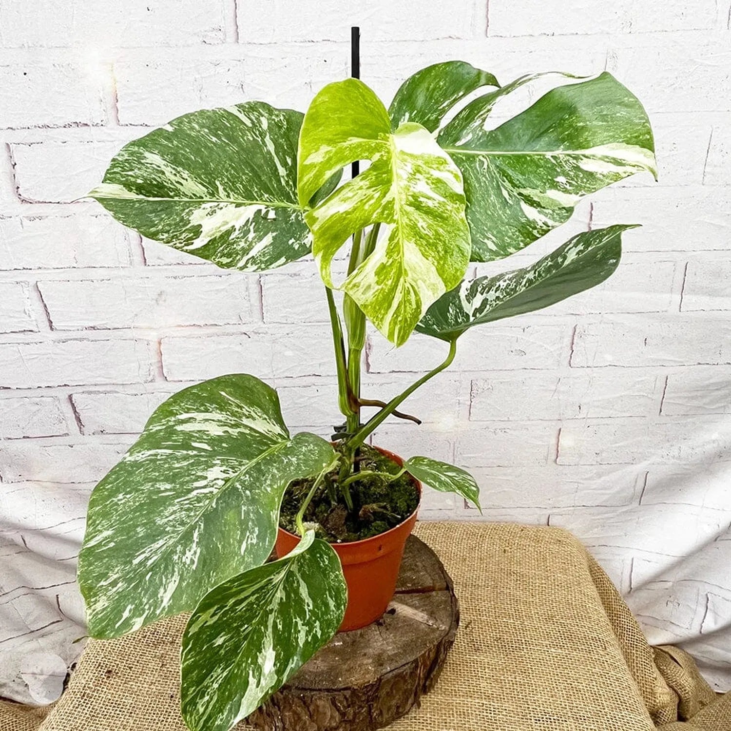 40 - 50cm Variegated Monstera - Monstera Variegata Albo Cheese Plant 17cm Pot House Plant