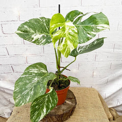 40 - 50cm Variegated Monstera - Monstera Variegata Albo Cheese Plant 17cm Pot House Plant