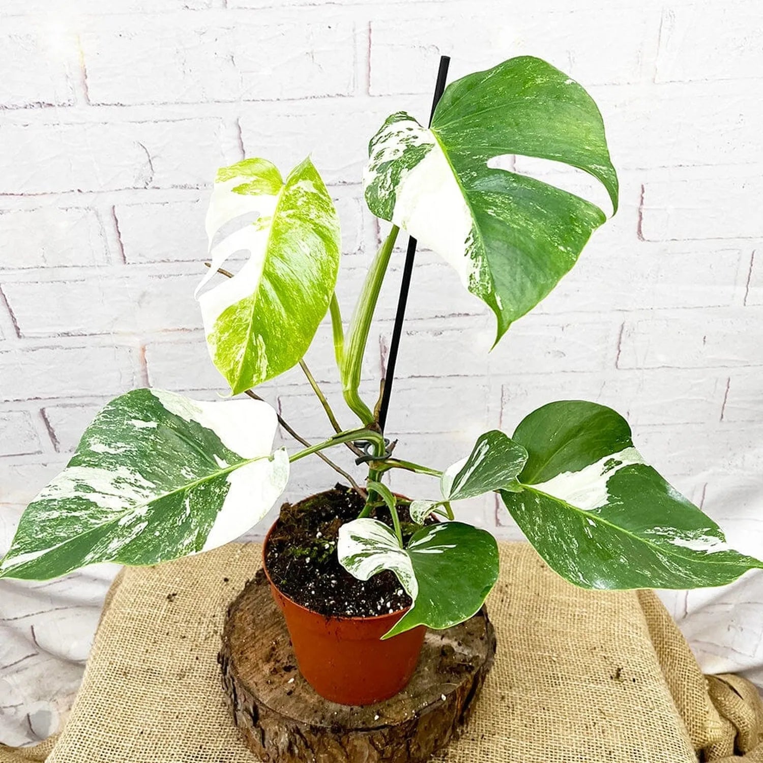 40 - 50cm Variegated Monstera - Monstera Variegata Albo Cheese Plant 17cm Pot House Plant