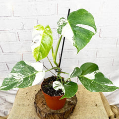40 - 50cm Variegated Monstera - Monstera Variegata Albo Cheese Plant 17cm Pot House Plant