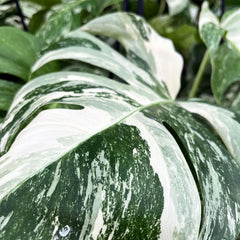 40 - 50cm Variegated Monstera - Monstera Variegata Albo Cheese Plant 17cm Pot House Plant
