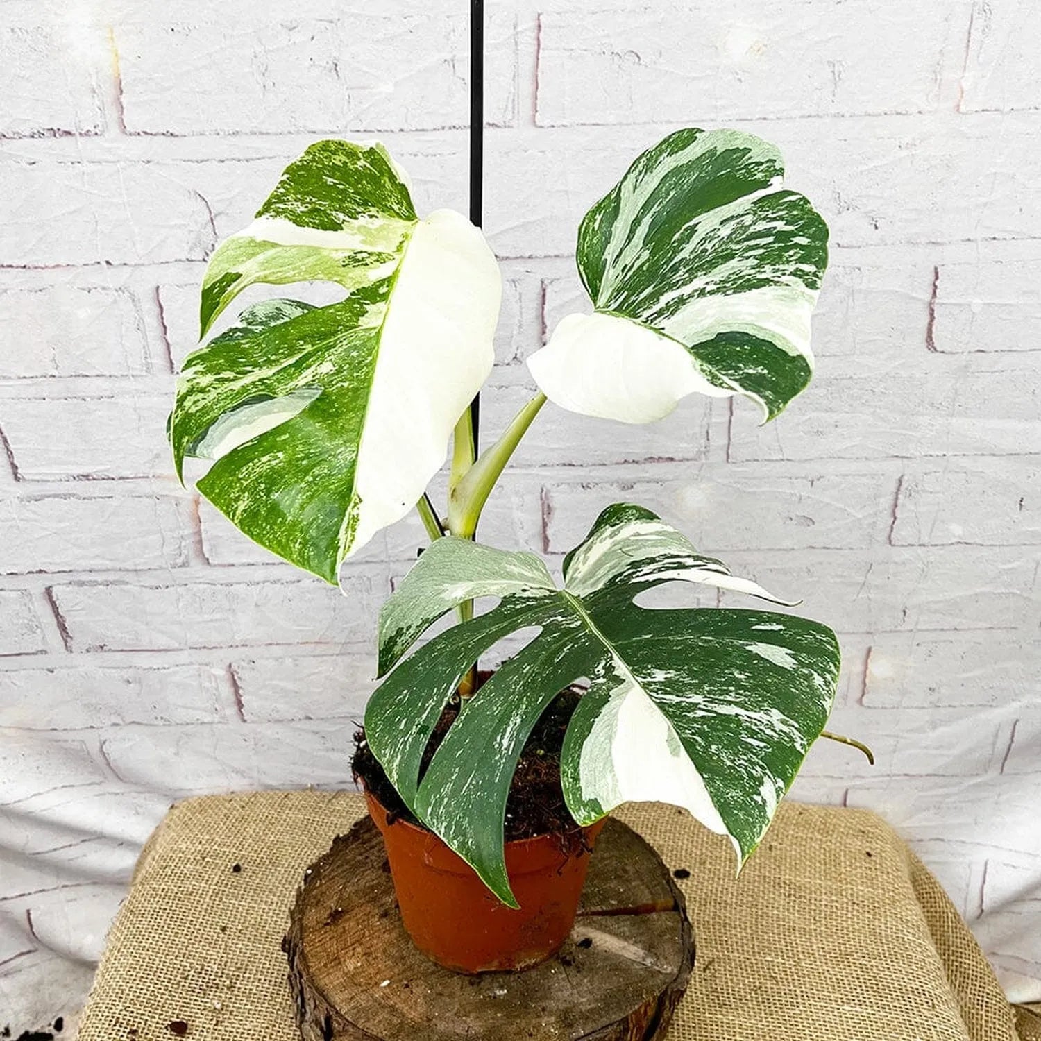 40 - 50cm Variegated Monstera - Monstera Variegata Albo Cheese Plant 17cm Pot House Plant