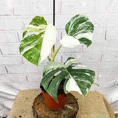 40 - 50cm Variegated Monstera - Monstera Variegata Albo Cheese Plant 17cm Pot House Plant