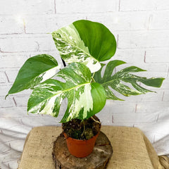 40 - 50cm Variegated Monstera - Monstera Variegata Albo Cheese Plant 17cm Pot House Plant