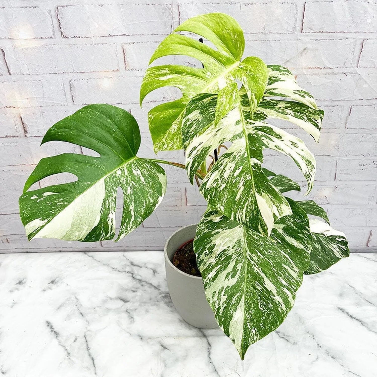 40 - 50cm Variegated Monstera - Monstera Variegata Albo Cheese Plant 17cm Pot House Plant