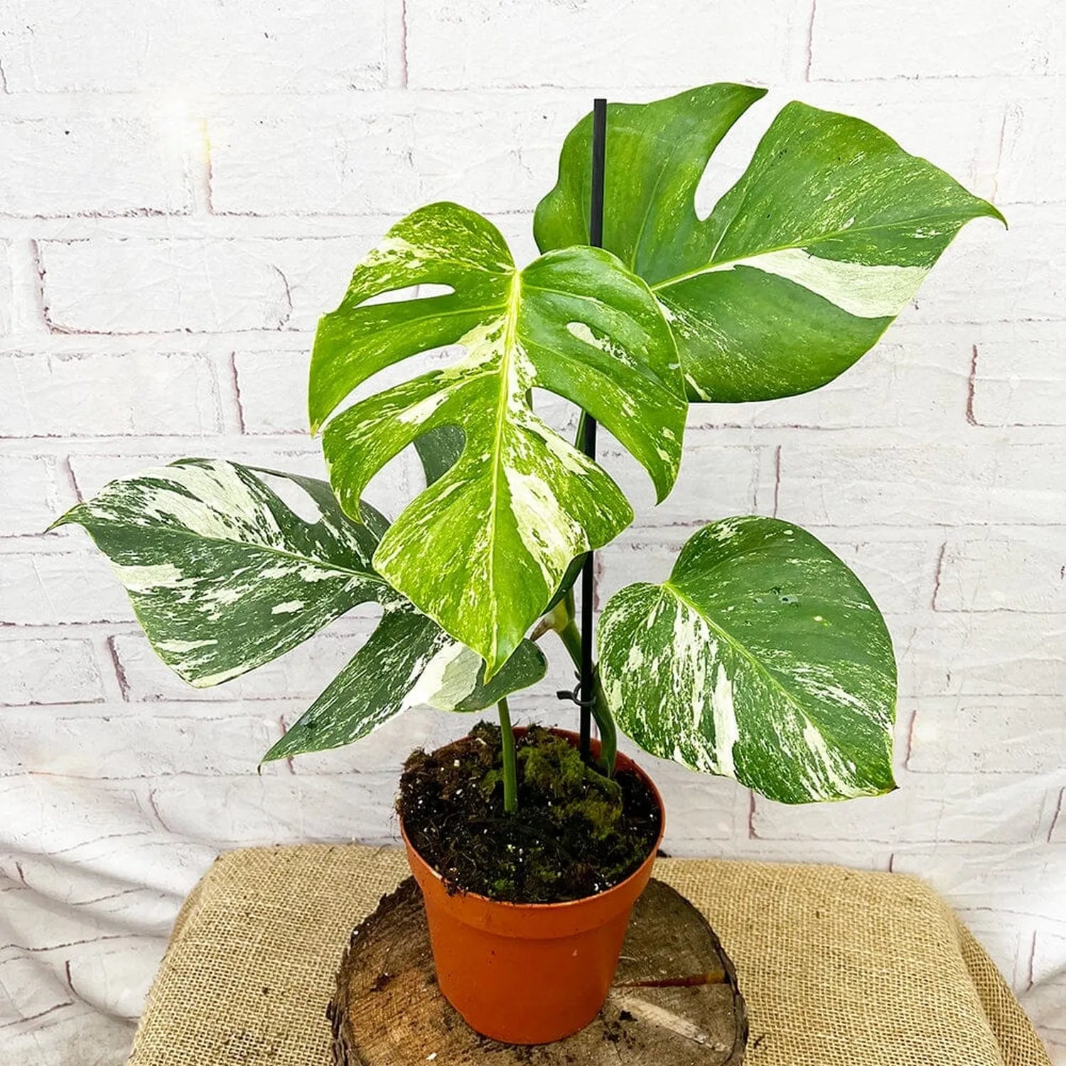 40 - 50cm Variegated Monstera - Monstera Variegata Albo Cheese Plant 17cm Pot House Plant