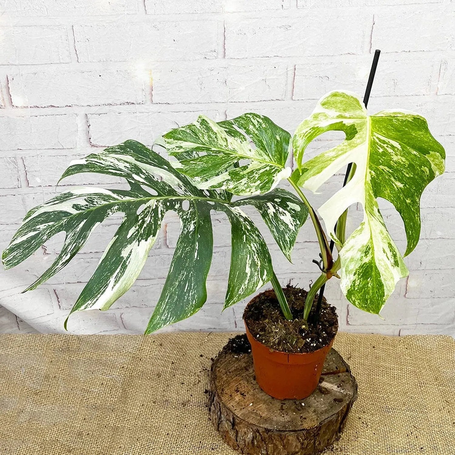 40 - 50cm Variegated Monstera - Monstera Variegata Albo Cheese Plant 17cm Pot House Plant