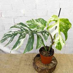 40 - 50cm Variegated Monstera - Monstera Variegata Albo Cheese Plant 17cm Pot House Plant
